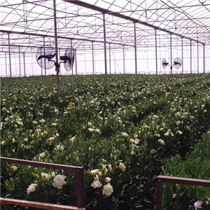 昆明花卉自控溫電熱帶采暖項目